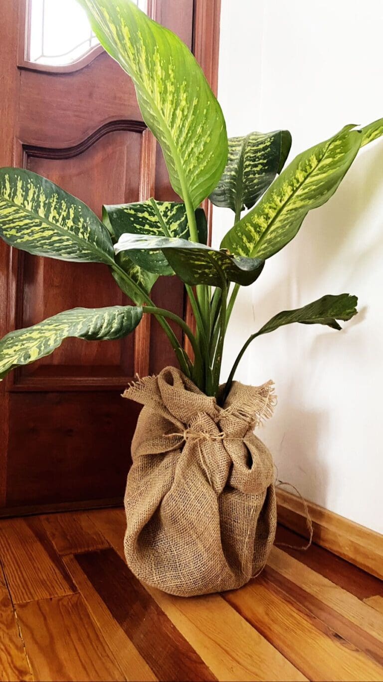 cómo decorar una casa con plantas